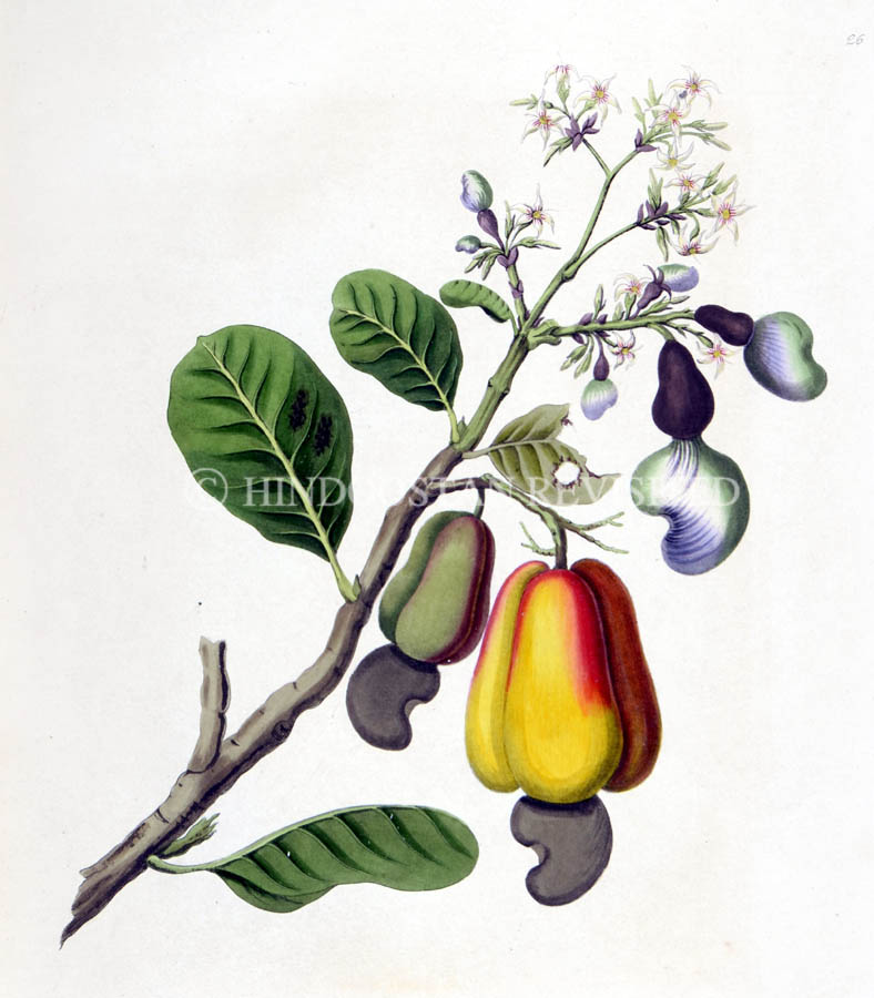 /data/Original Prints/Natural History/THE CAJEW OR CASHEW APPLE OF MALABAR.jpg
